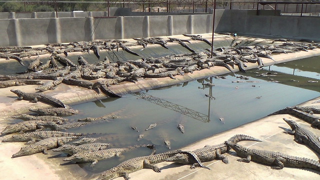 Multi-Million Crocodile Farming Boosts Zimbabwean Economy