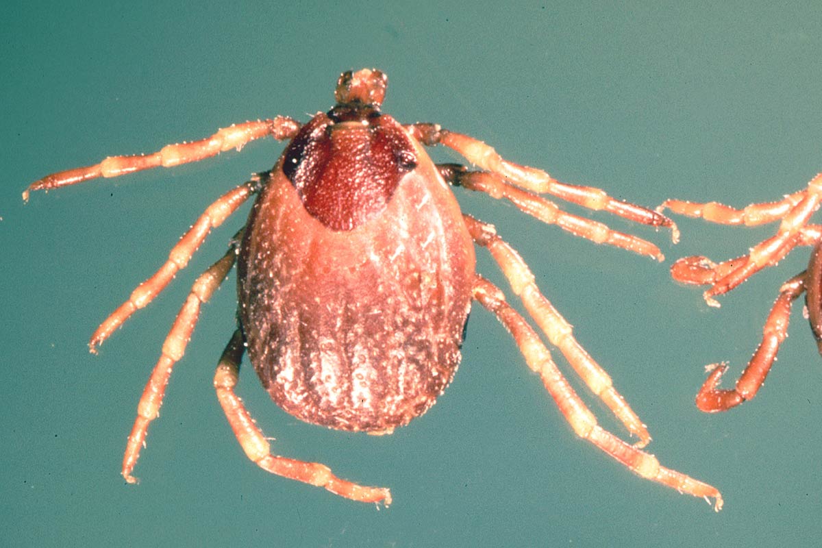 Namibia Confirms Outbreak of Deadly Congo Fever