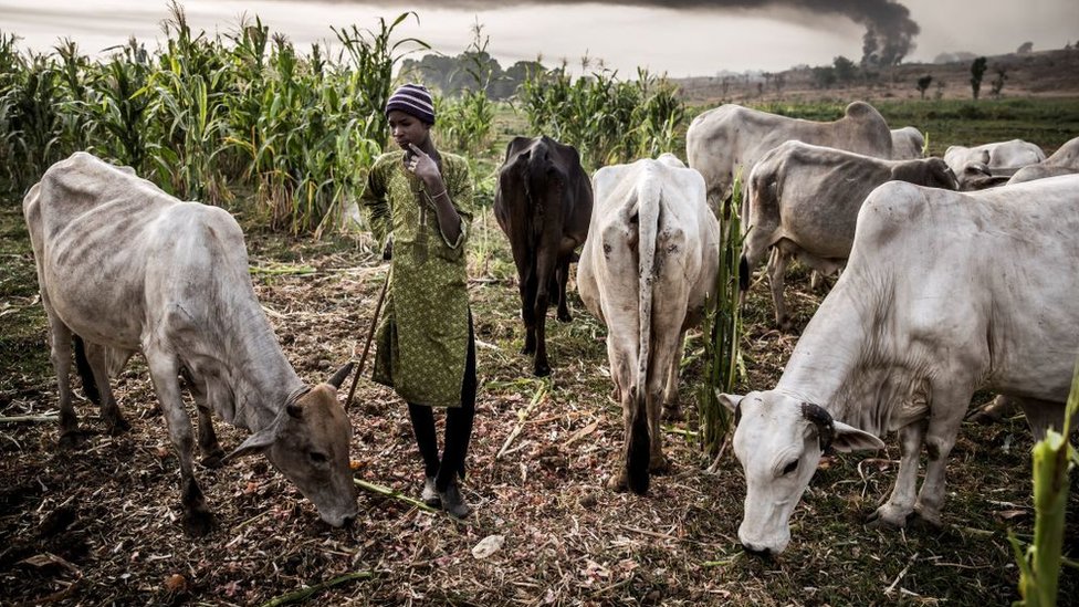 Nigeria Abolishes Open Cattle Grazing