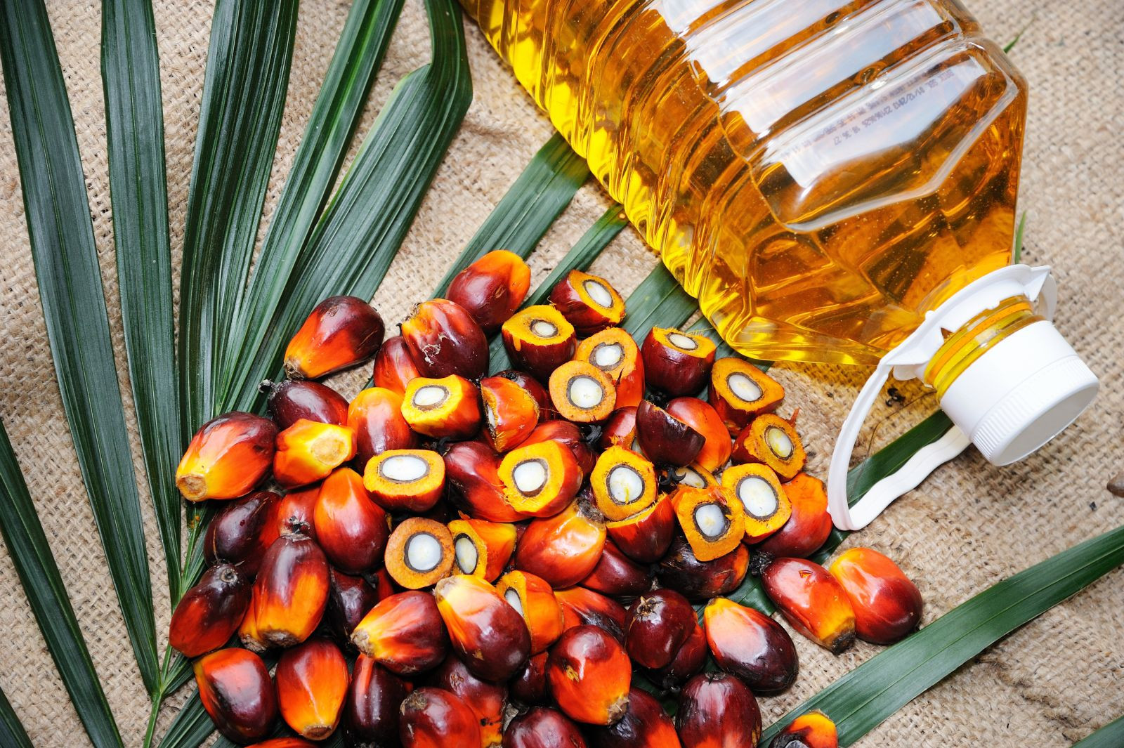 Oil Palm producing countries lobby Nigeria for full membership