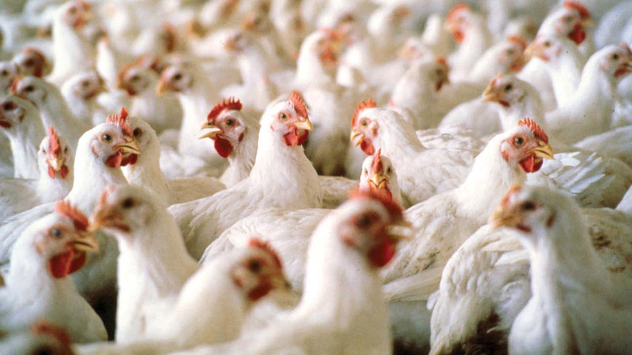 FG Plans Targeted Interventions In Poultry Amid Supply, Costs Concerns